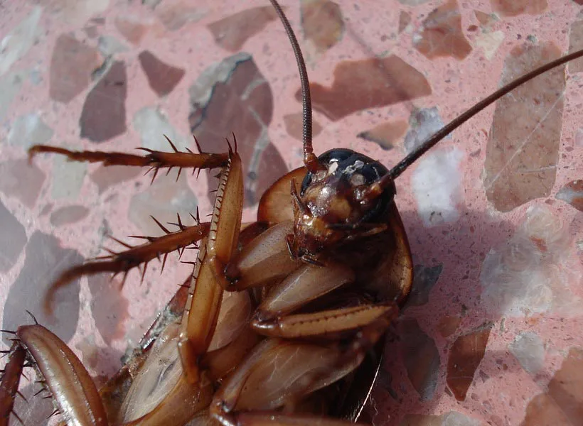 My Friend Found A Roach In Her Sink This Was Her Solution Pics