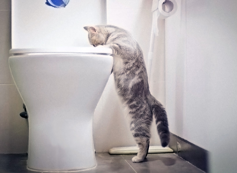 Can You Flush Cat Poo or Litter Down the Toilet?