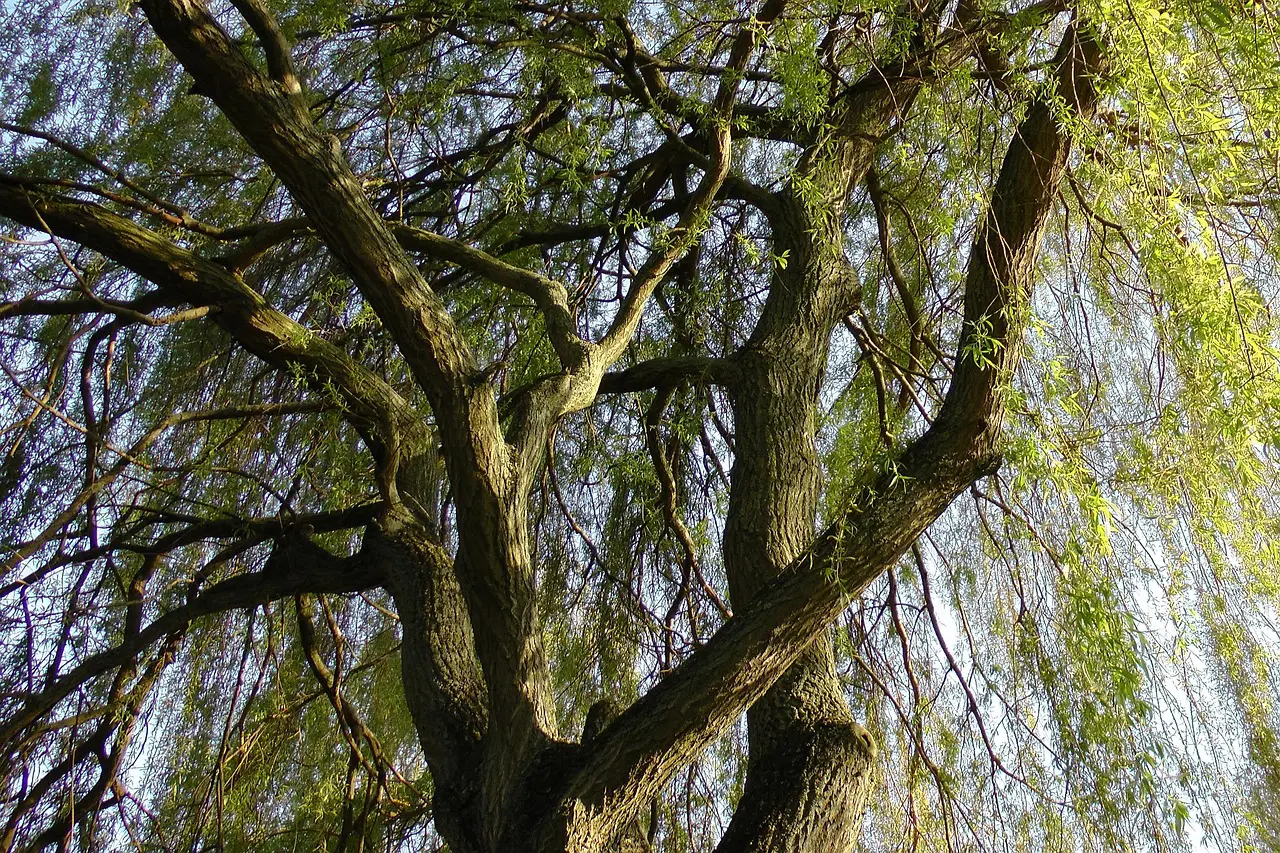 weeping willow weeping willow - a common cause of sewer line root invasions